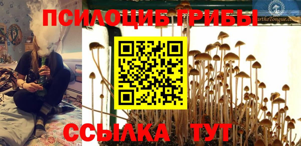 Тверь  Галлюциногенные грибы Psilocybine cubensis  Вход с VPN 